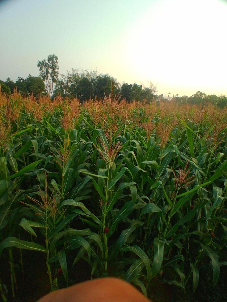 A field of corn with trees in the background photo