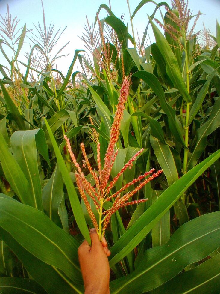 A field of corn with trees in the background photo