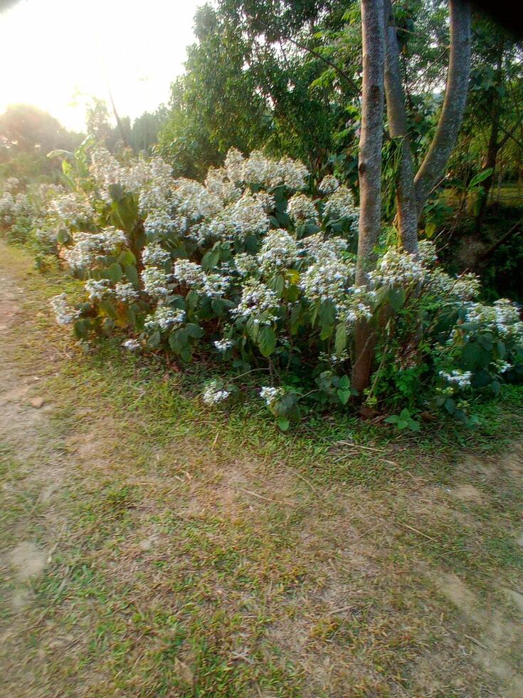 A group of white flowers photo