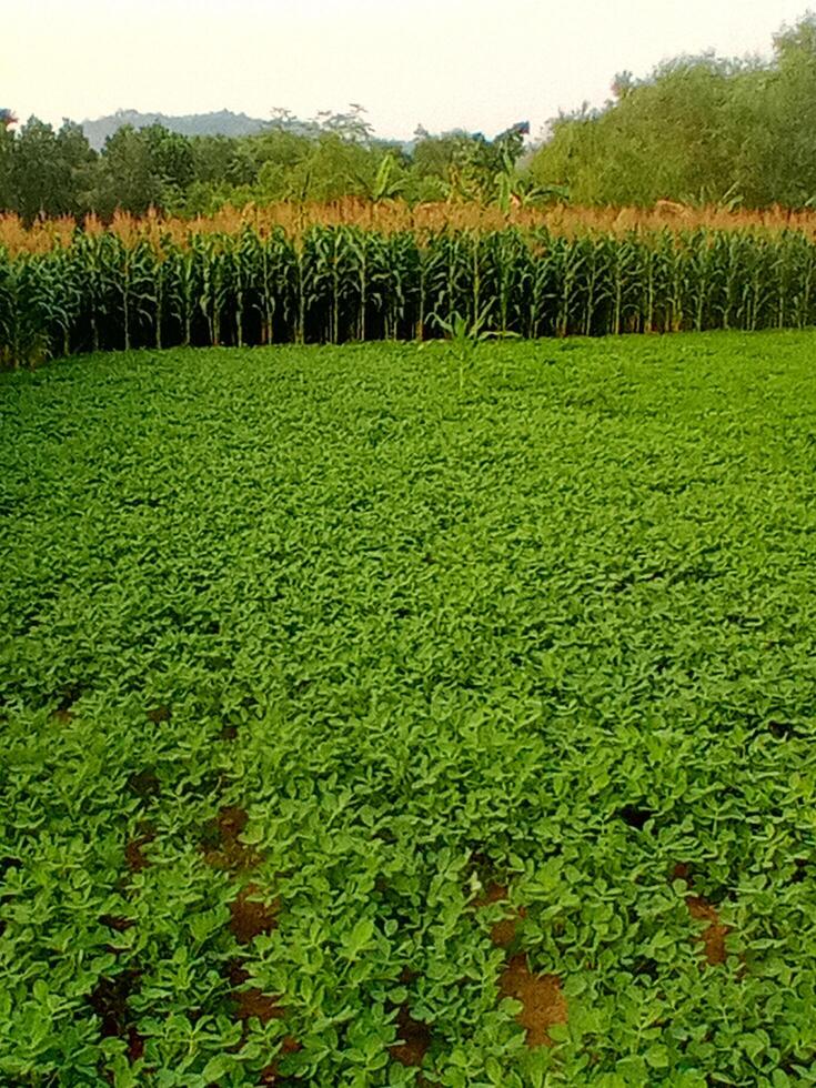 A field of green plants photo