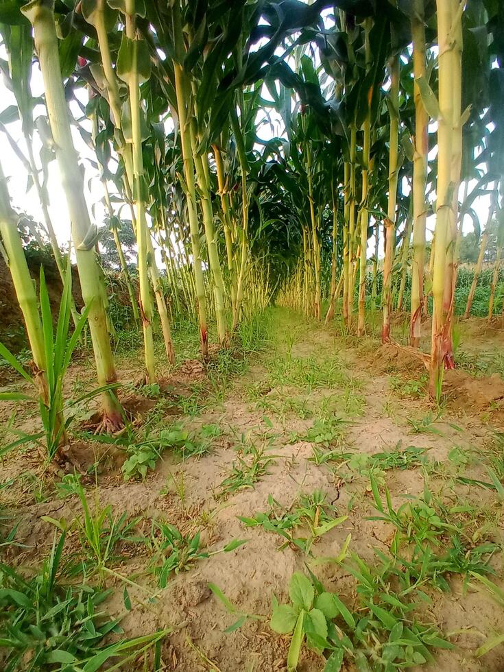 A row of tall green plants photo