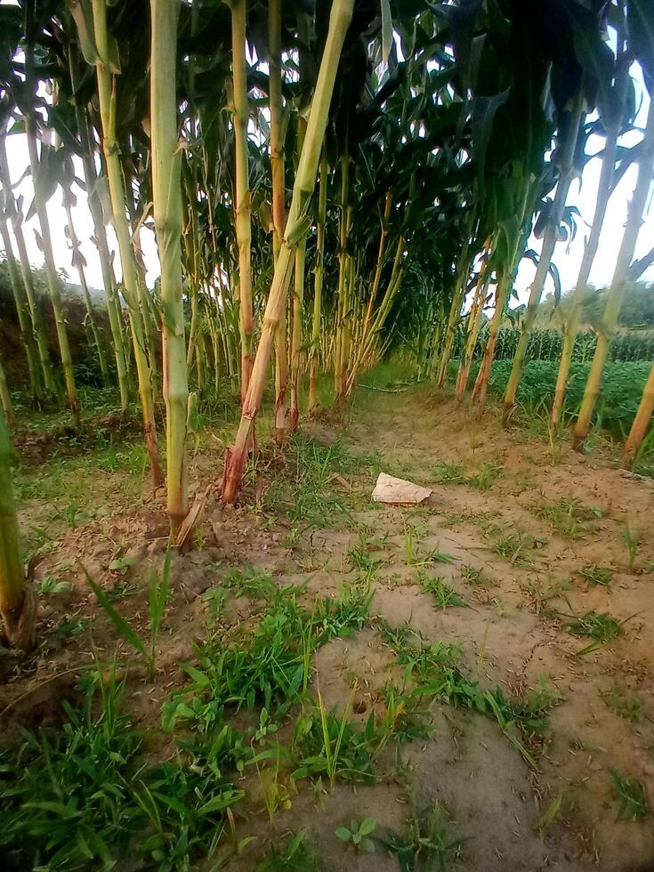 A row of tall green plants photo