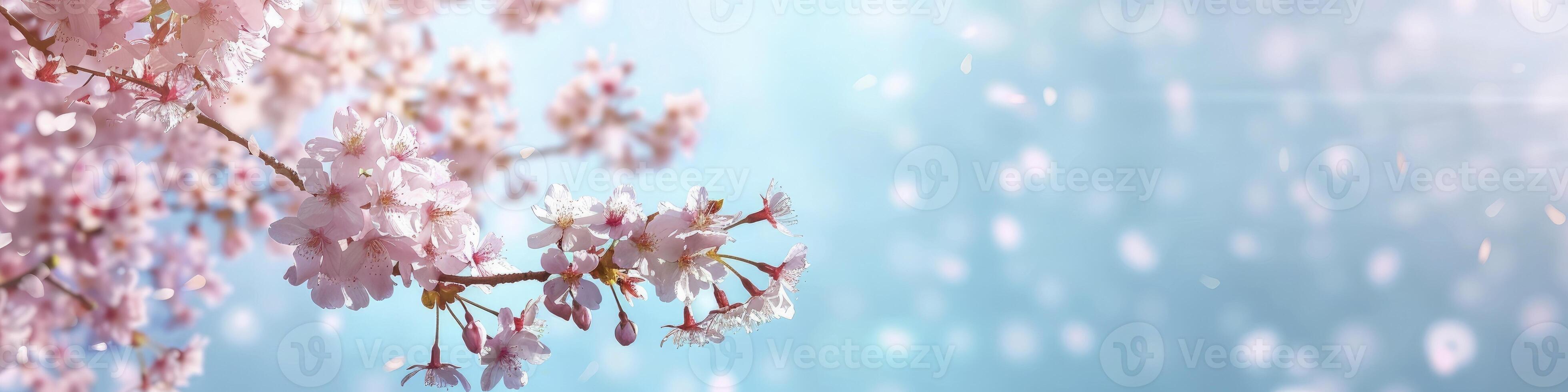 Cherry blossoms with blue sky background, banner with empty copy space. photo