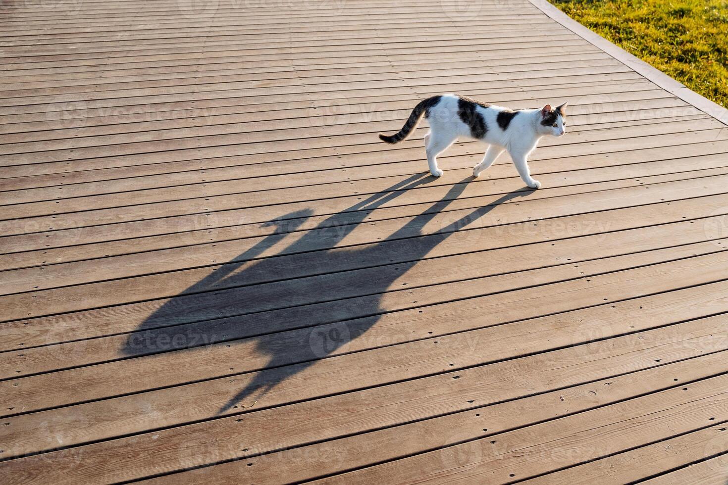 A stray street cat walks by itself, a long shadow from a cat on the road, a cute cat walking on boards, the silhouette of a cat in the morning. photo