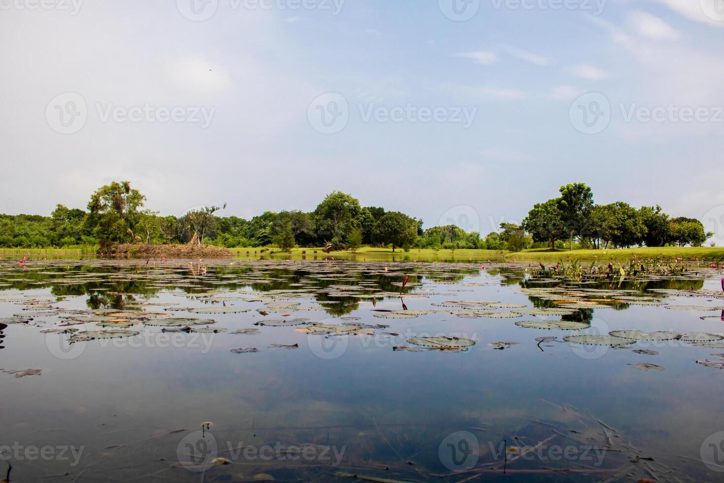 Lake pond with A Beautiful Blooming pink Lotus Water Lily Pad Flowers photo