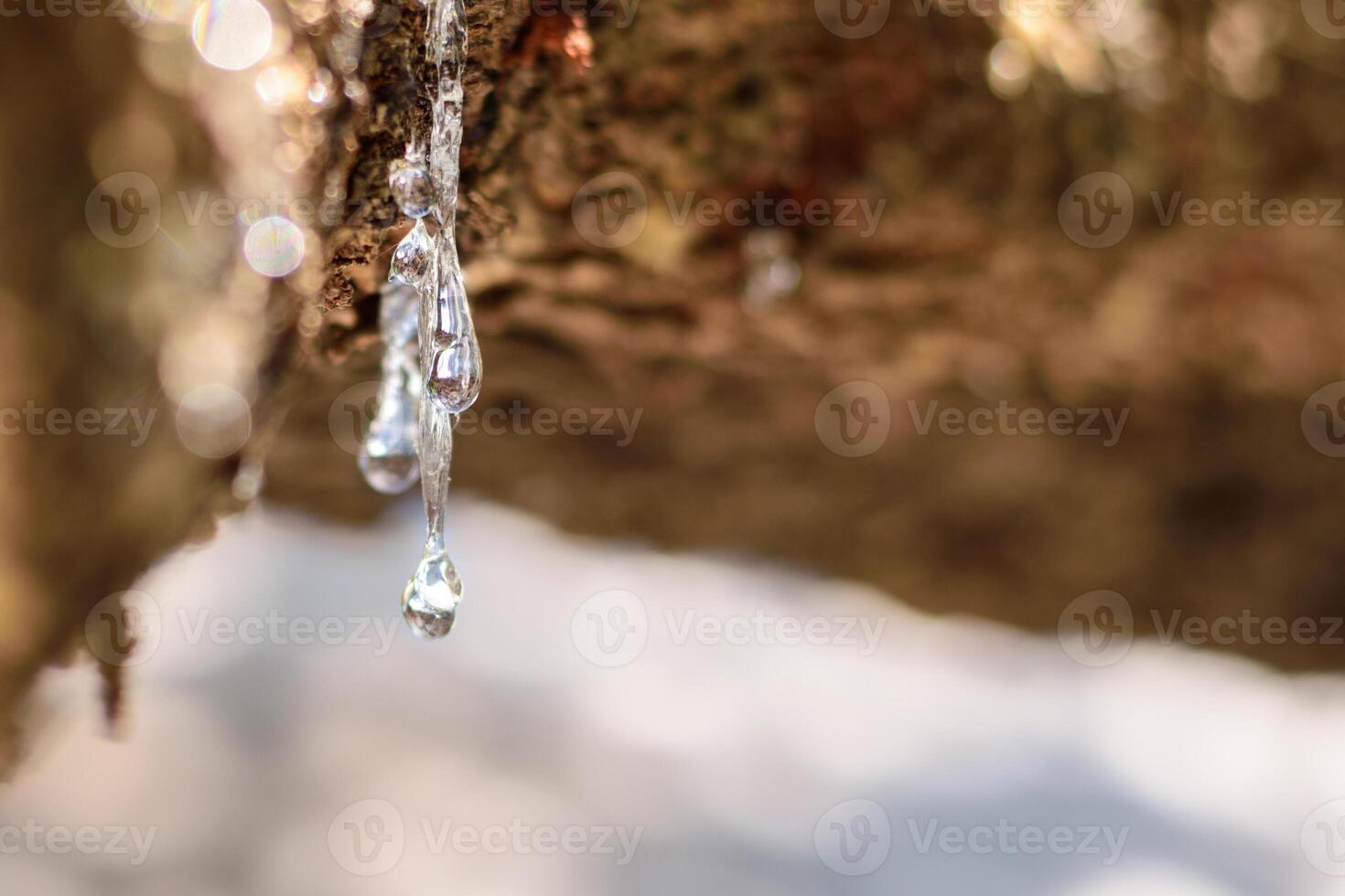 Selective focus on big mastic drops oozes in tears out of the branch of a mastic tree. The resin mastic brightens and twinkles in the sunlight. Beautiful bokeh background. Chios, Greece. photo