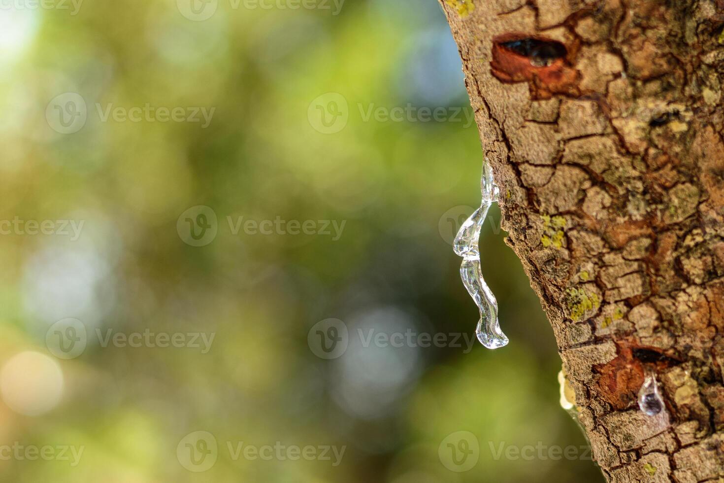Selective focus on the big mastic drop brighten and twinkle in the sunlight on the bright bokeh backround. Close up of mastic oozes in tears out of the branch of a mastic tree. Chios island, Greece. photo