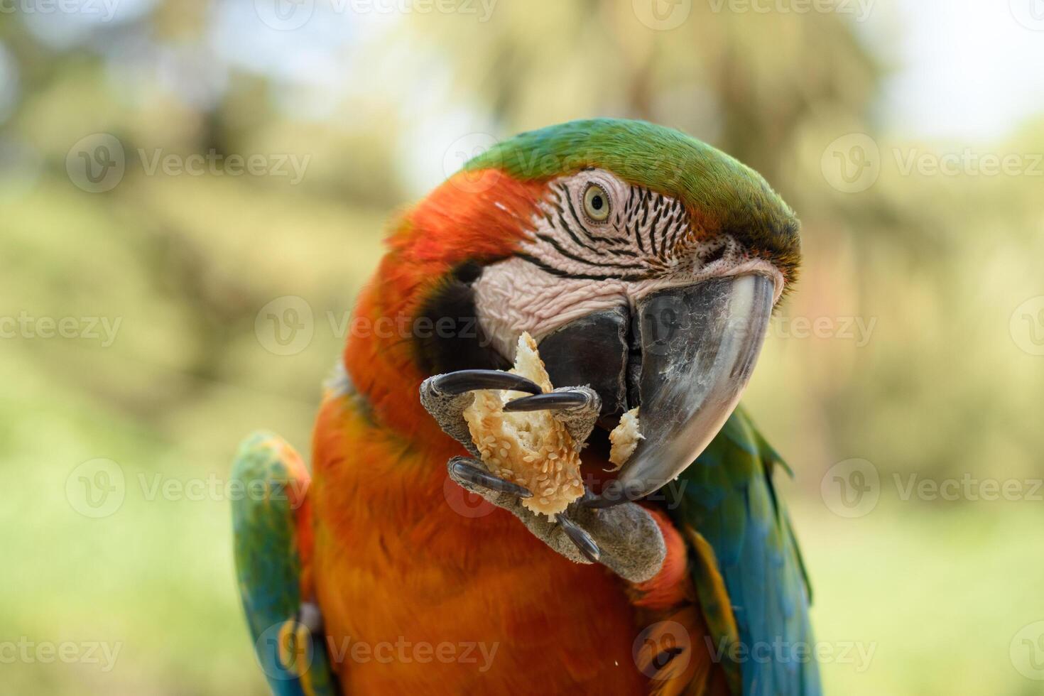 A funny giant parrot holding in paw and eats a piece of greek koulouri bread with sesame seeds. Close-up picture. Selective focus. Exotic brazilian bird. Macaw Ara ararauna portait photo