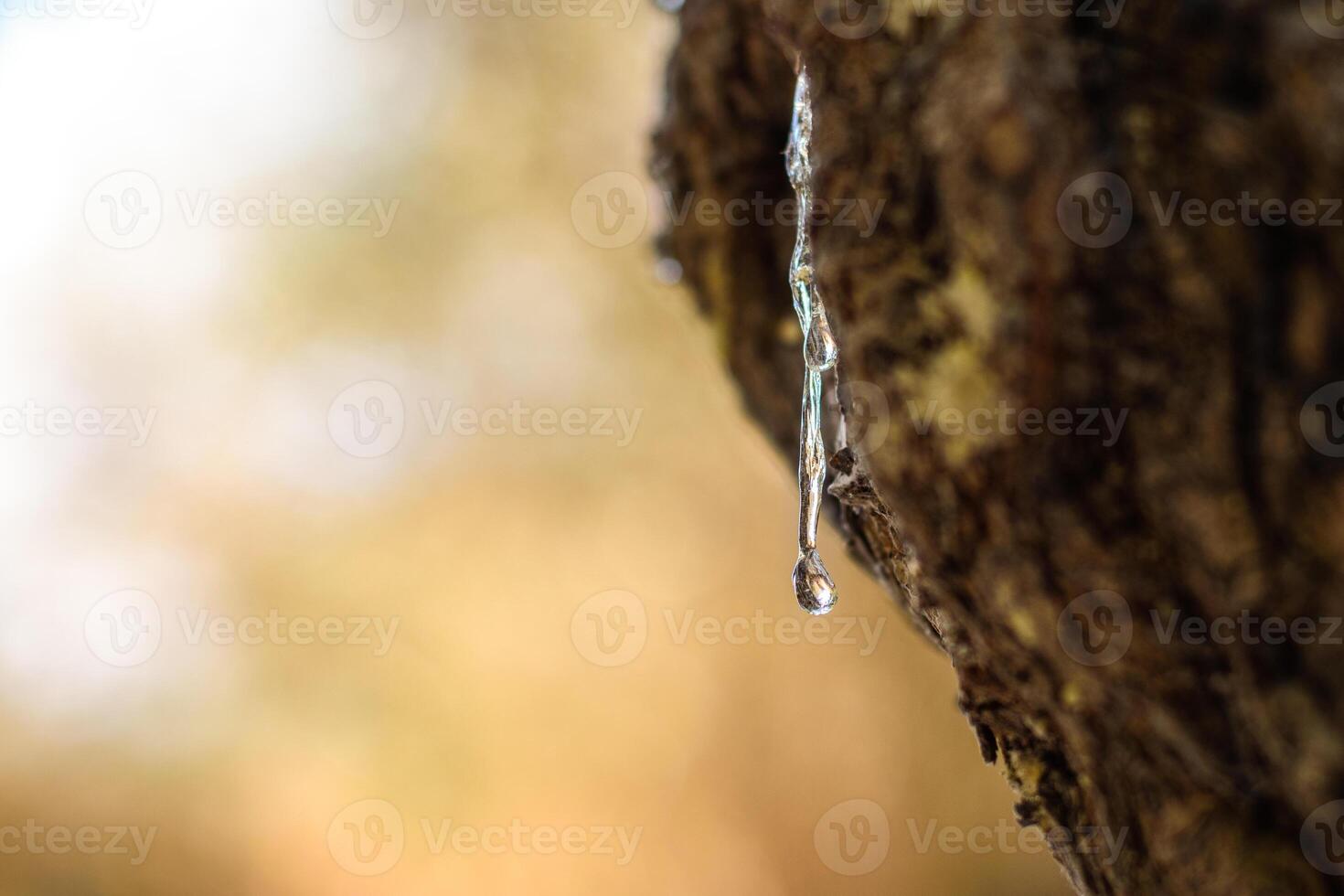 Selective focus on the big mastic drop brighten and twinkle in the sunlight on the bright bokeh backround. Close up of mastic oozes in tears out of the branch of a mastic tree. Chios island, Greece. photo