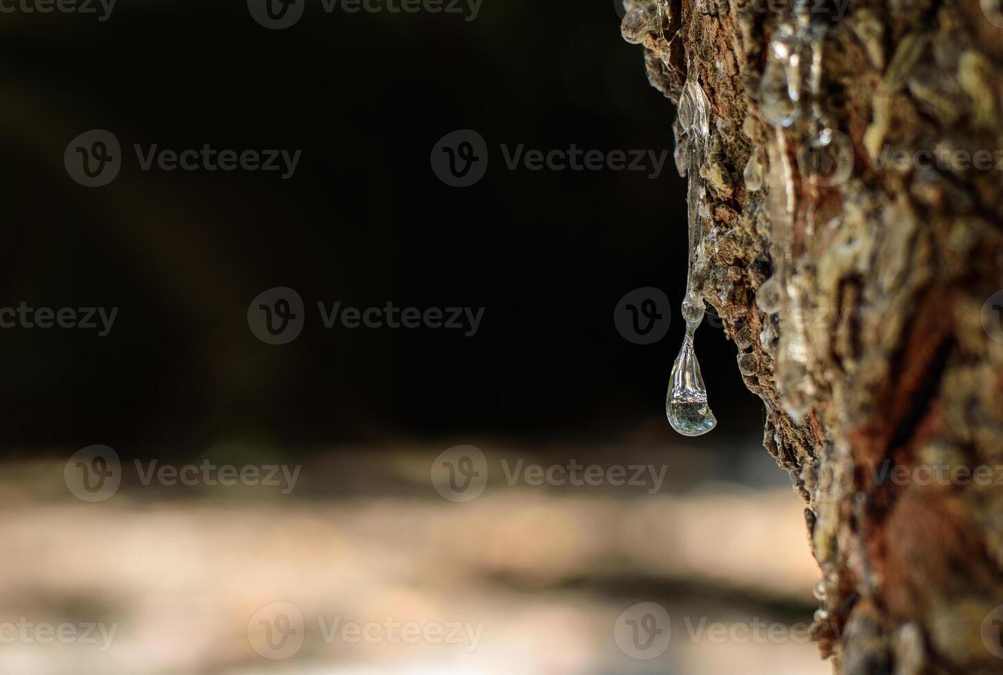 Close up of mastic oozes in tears out of the branch of a mastic tree. Selective focus on the mastic drop brighten and twinkle in the sunlight on the black and whight backround. Chios island, Greece. photo