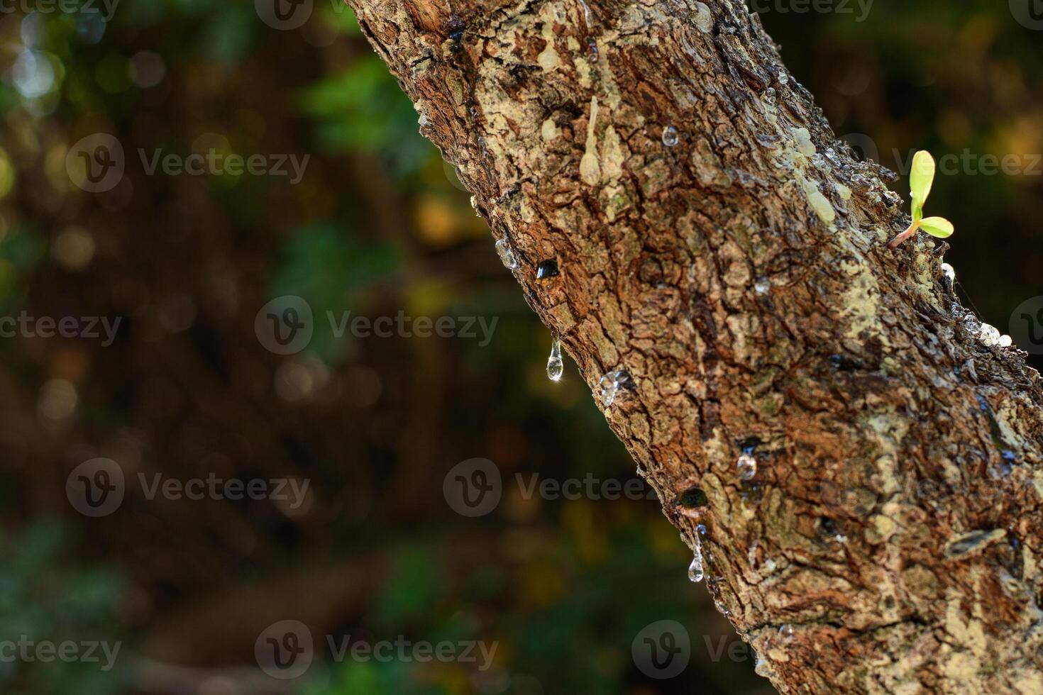 Mastic oozes in tears out of the branch of a mastic tree. Mastic drops brighten and twinkle in the sunlight. Chios island, Greece. Selective focus photo