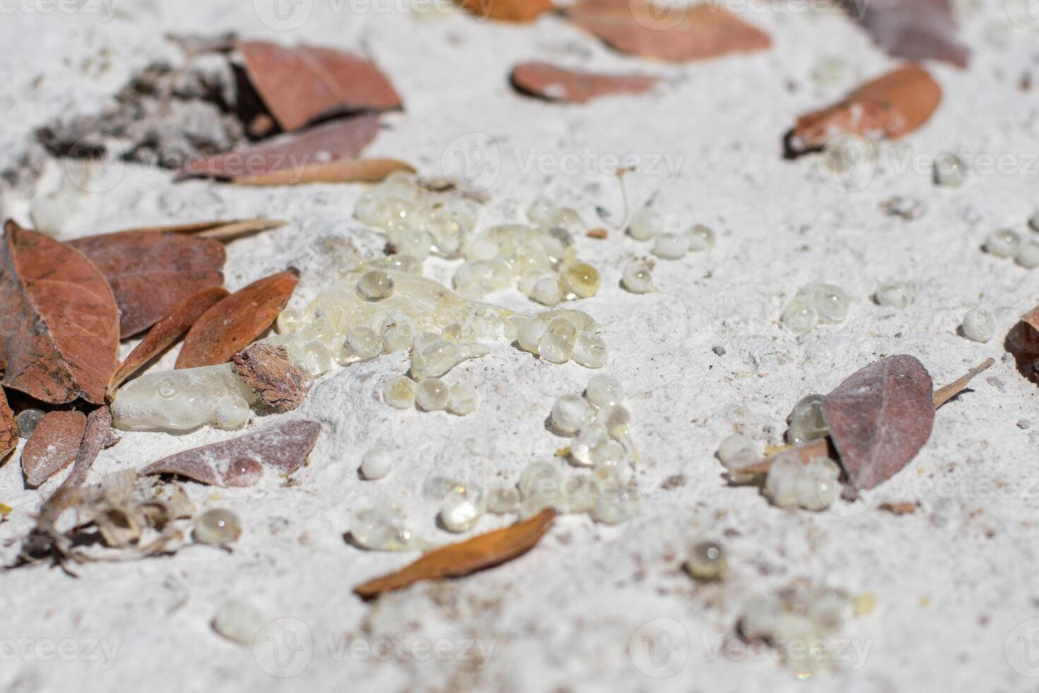 Placer of mastic drops brighten and twinkle in the sunlight on the ground. Shadows on the ground from the foliage of the mastic tree waving in the wind. Selective focus. Close up. Chios, Greece. photo