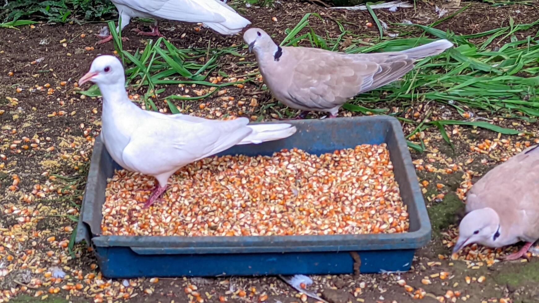 palomas comiendo en un jaula foto