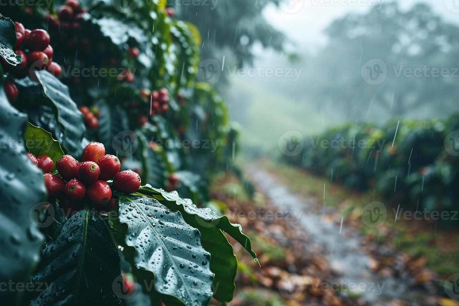 Close-up of ripe coffee beans on trees during rain. Generated by artificial intelligence photo
