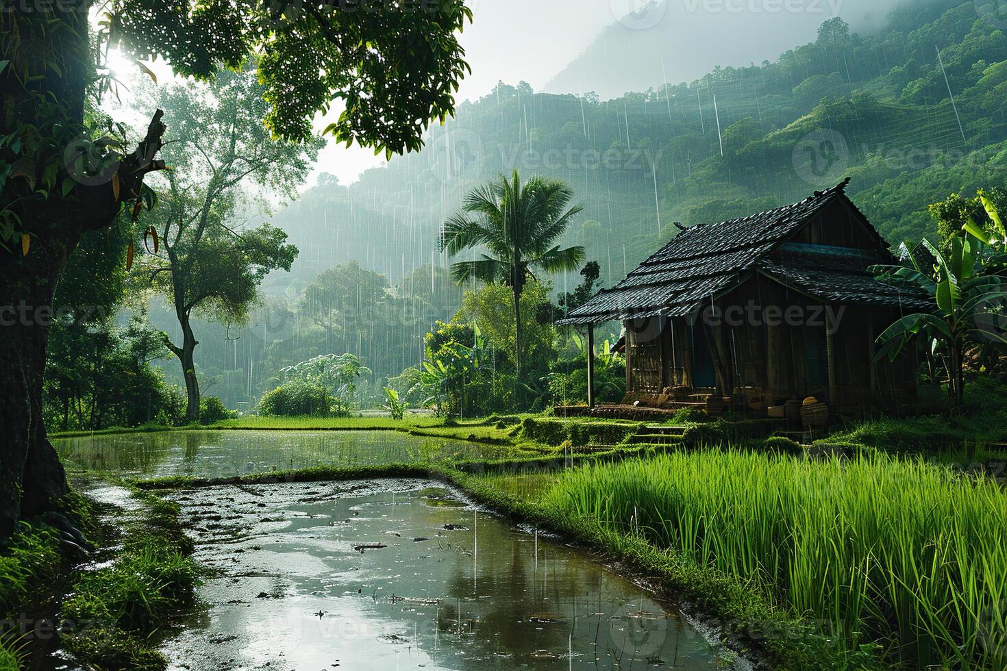 Rice plantation in rainy weather. Generated by artificial intelligence photo