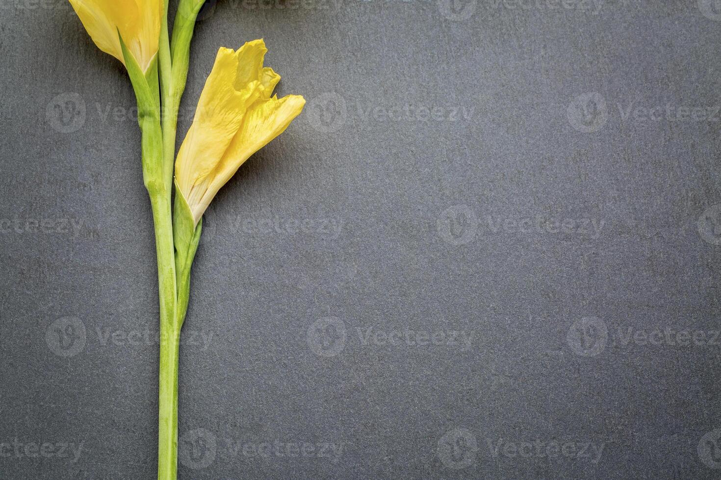 gladiola flower abstract photo