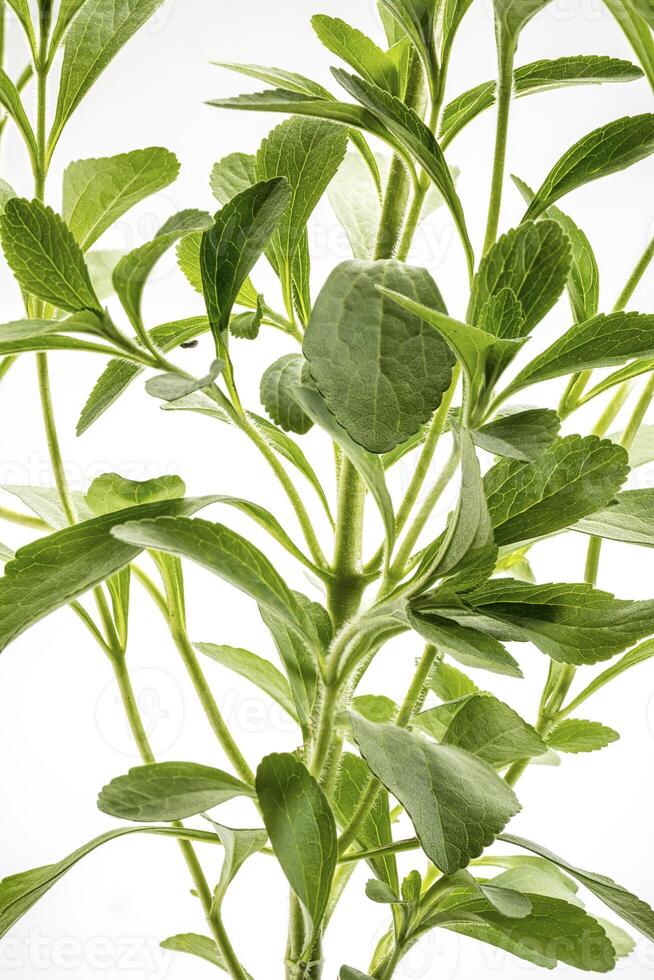 Stevia rebaudiana plant photo