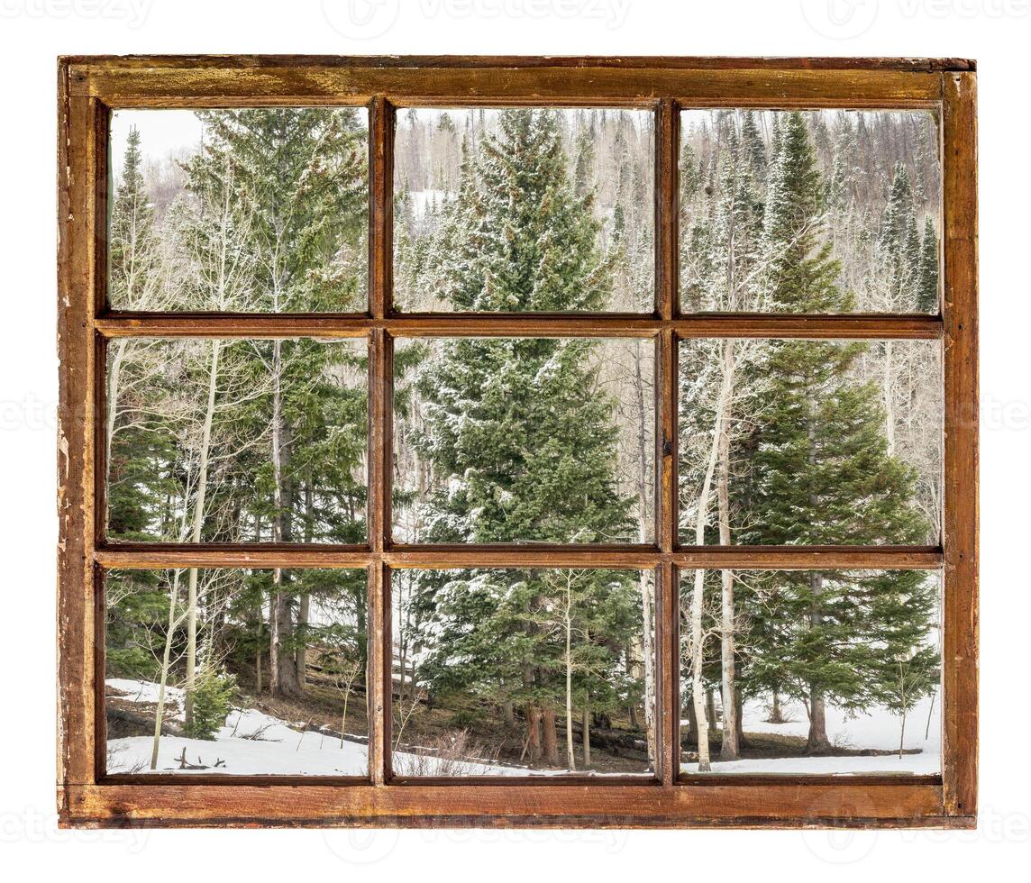 spruce and aspen in winter photo