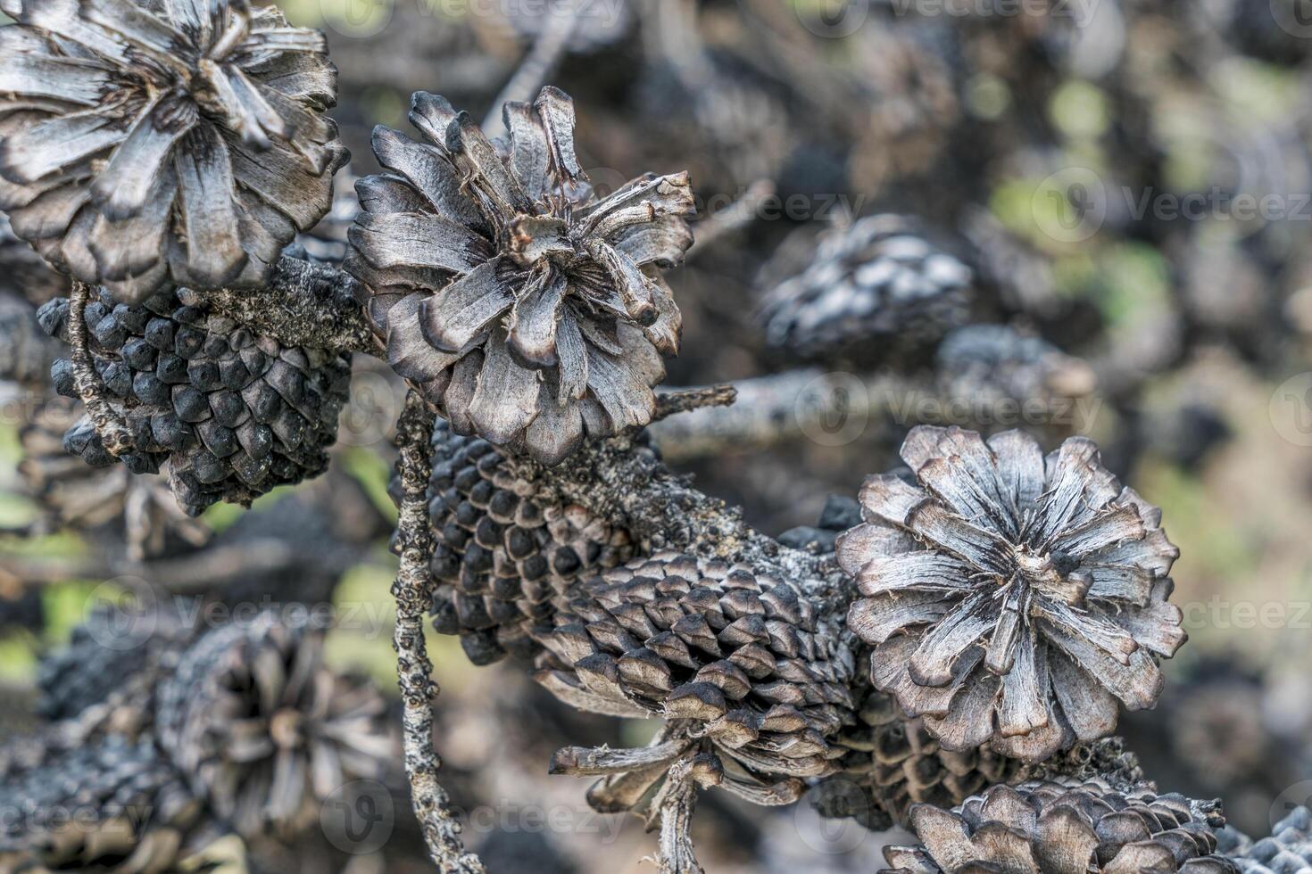 pine tree cones after wildfire photo