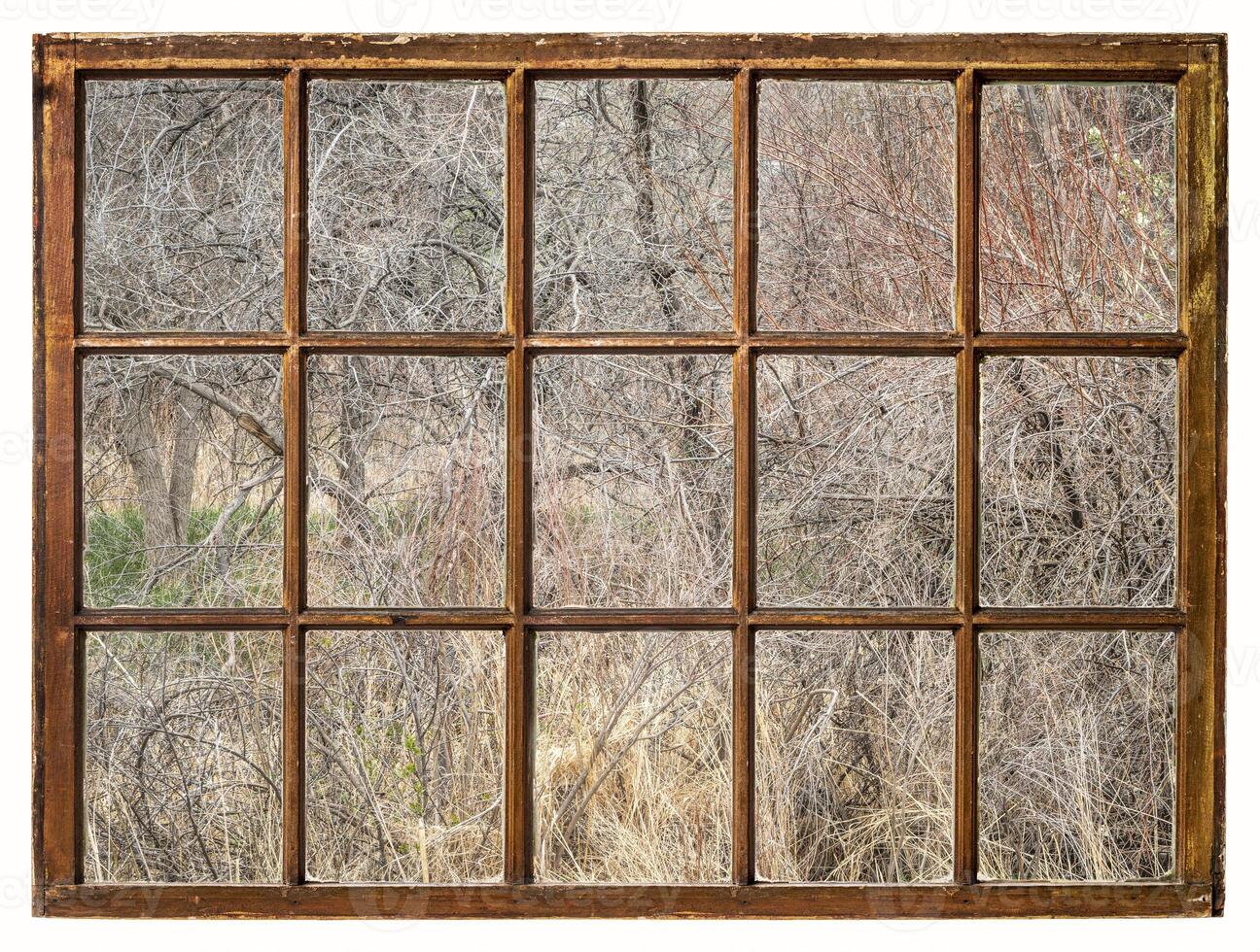 springtime tapestry of riparian forest photo