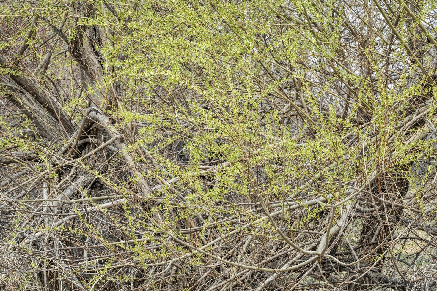 springtime tapestry of riparian forest photo