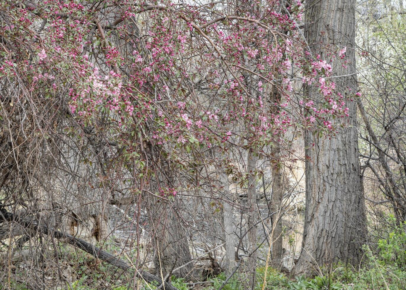 springtime tapestry of riparian forest photo