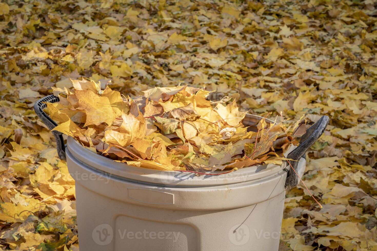 plastic garbage bin filled with golden maple leaves in a backyard, fall scenery photo