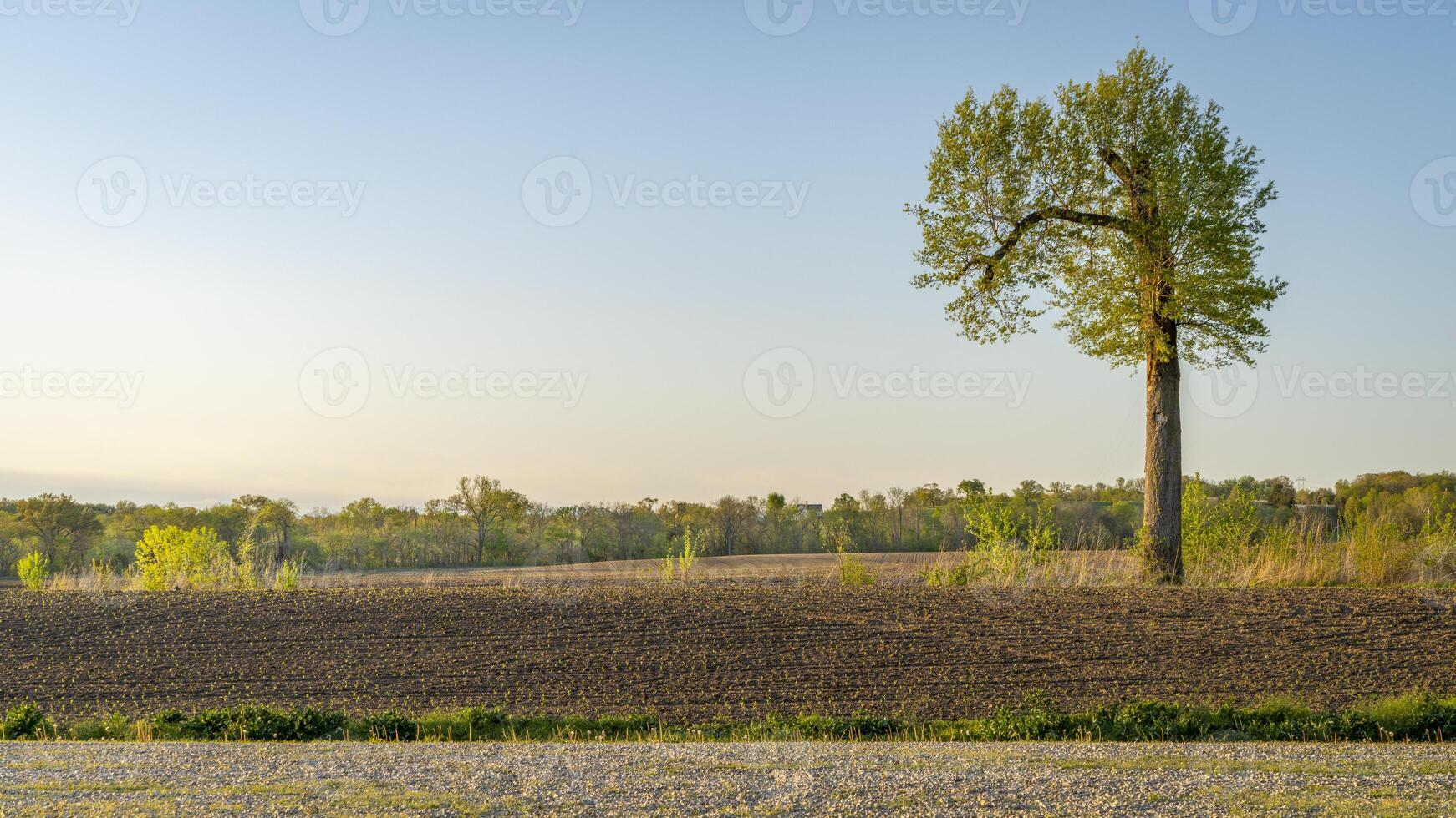 springtime sunrise over farmland in Missouri with a lonely tree photo