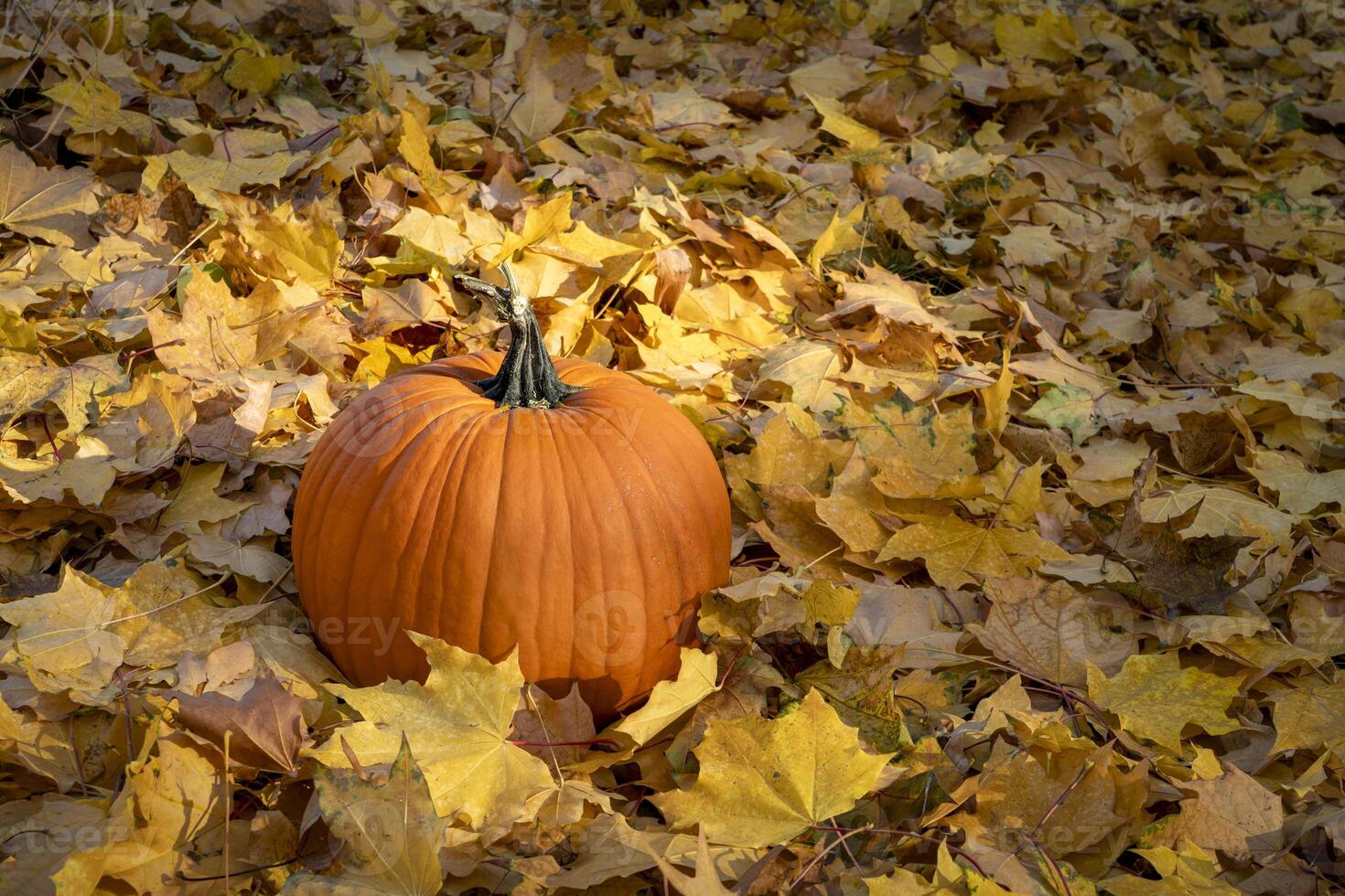 pumpkin on a backyard lawn covered by golden mapple leaves, fall scenery photo