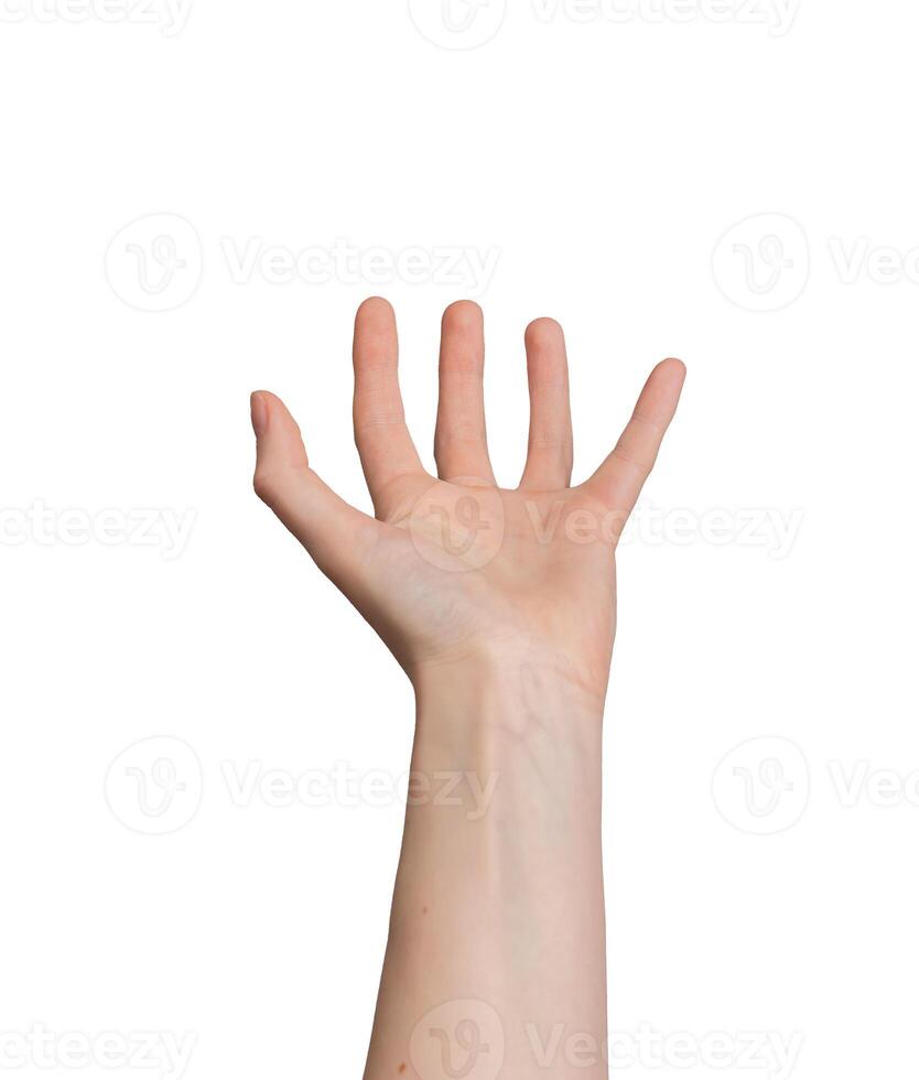 Hand palm cupped, fingers holding something big, huge, large, taking gesture, isolated on white. photo