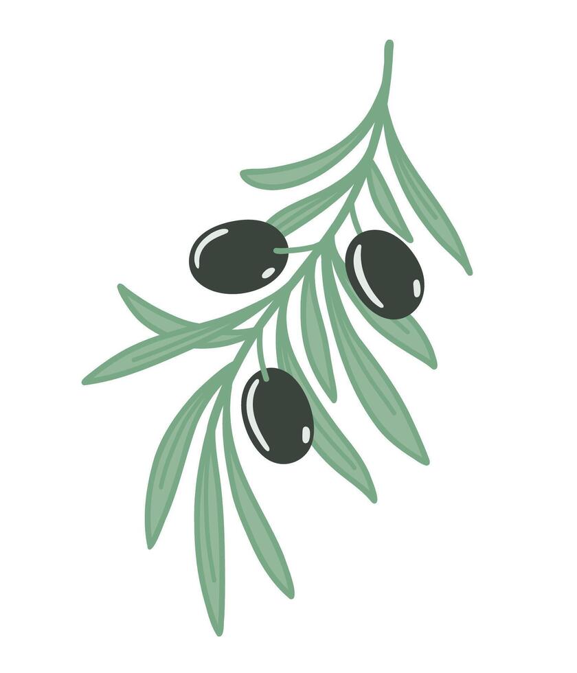 Olive branch with leaves and black olives. Flat color illustration isolated on white background. vector