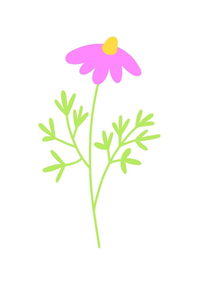 Pink cosmos flower on stem with leaves. Flat illustration isolated on white background. vector