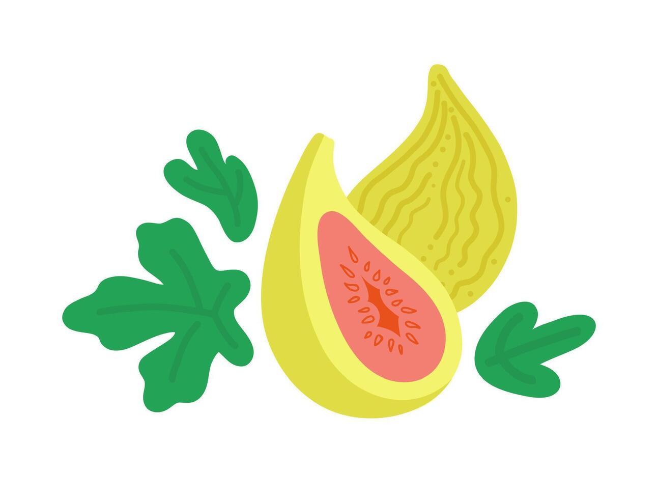 Green fig whole whole fruit and slice with leaves. illustration isolated background. vector