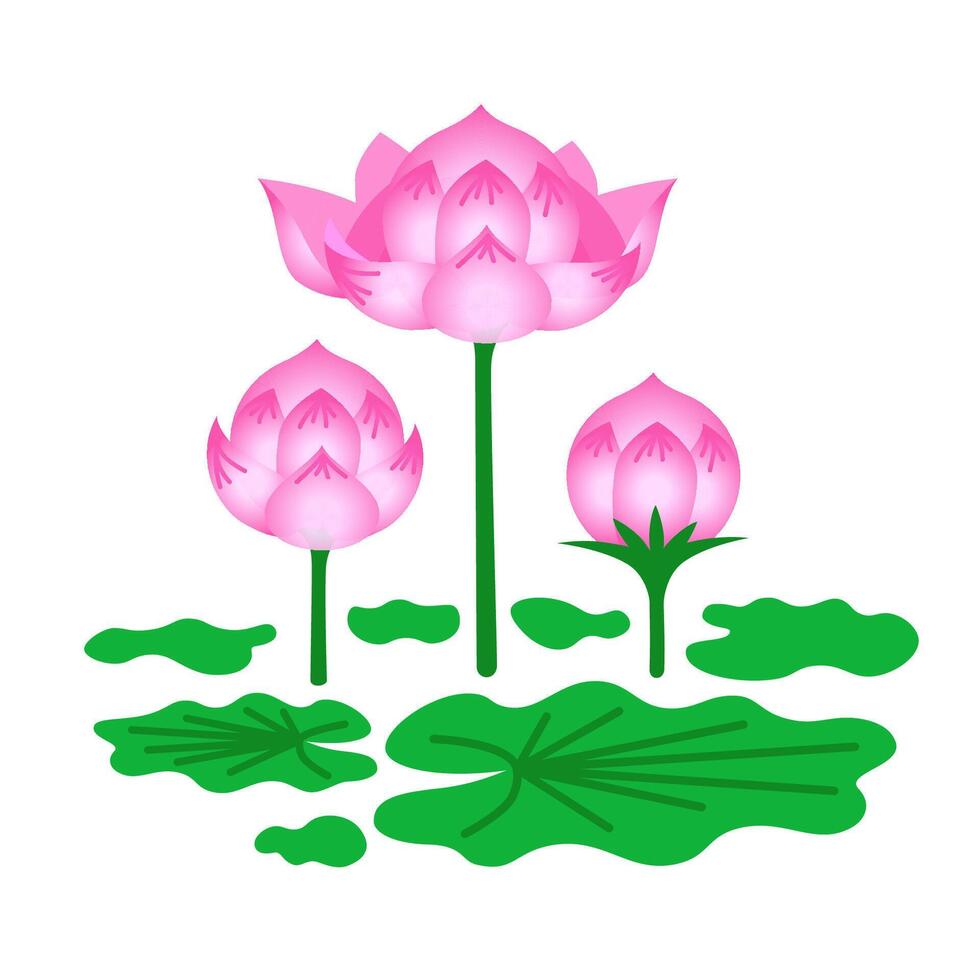 Pink lotus. Flower and buds above leaves. illustration isolated on white background. vector