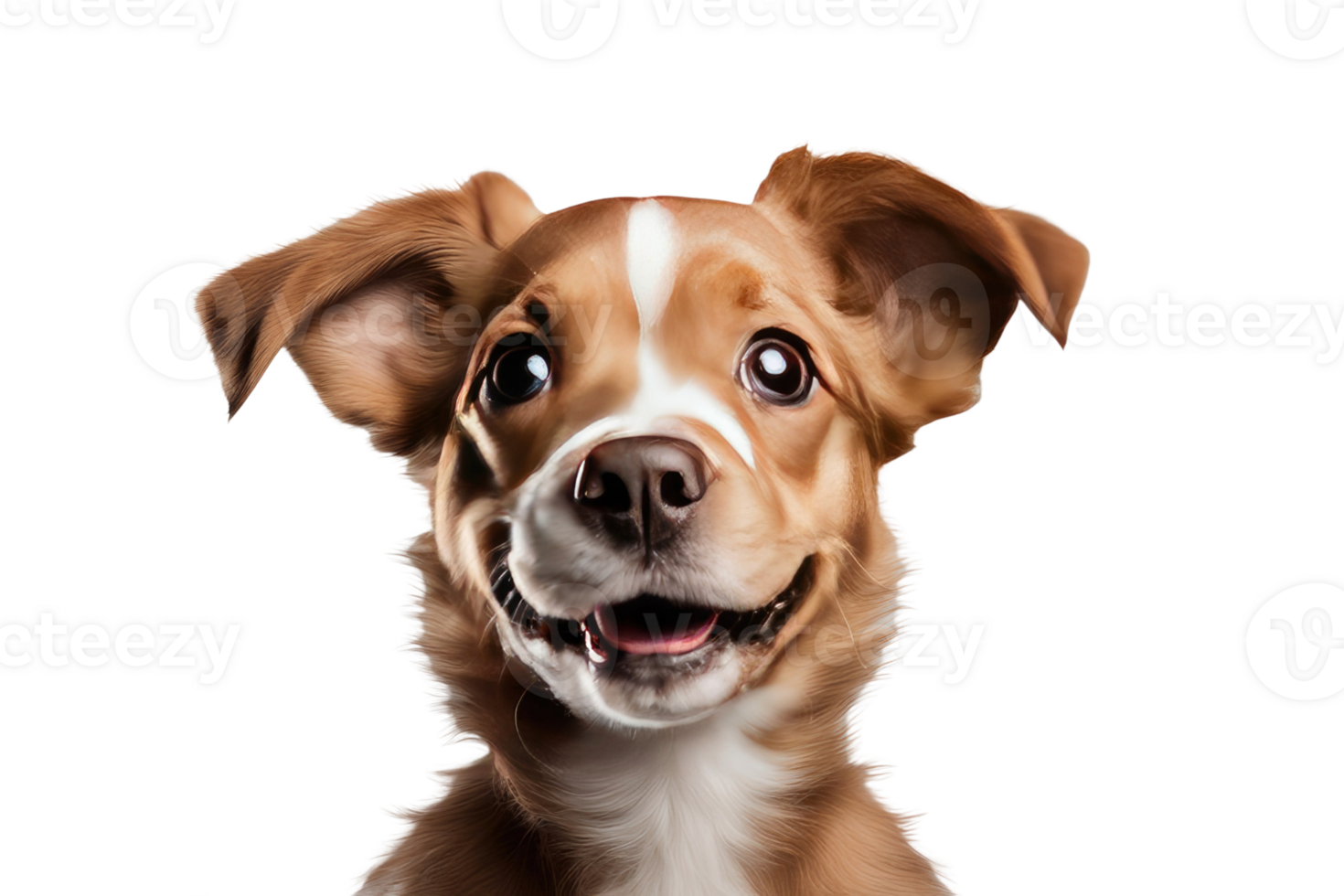 a dog is smiling on a transparent background png