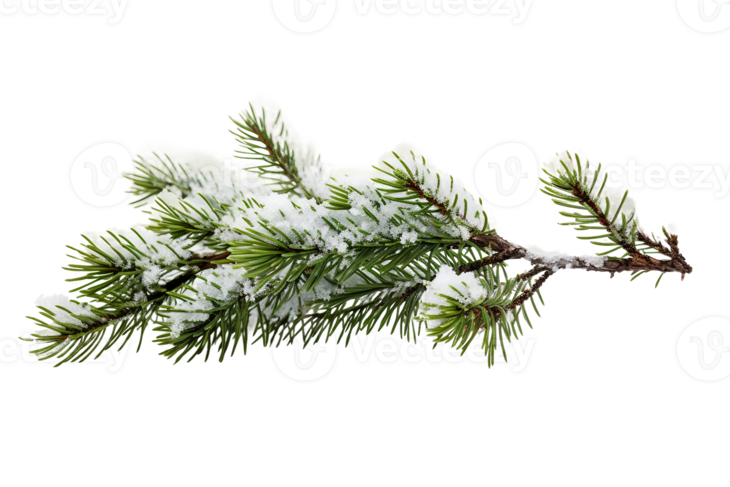 Icy Fir Branch on Transparent Background. png