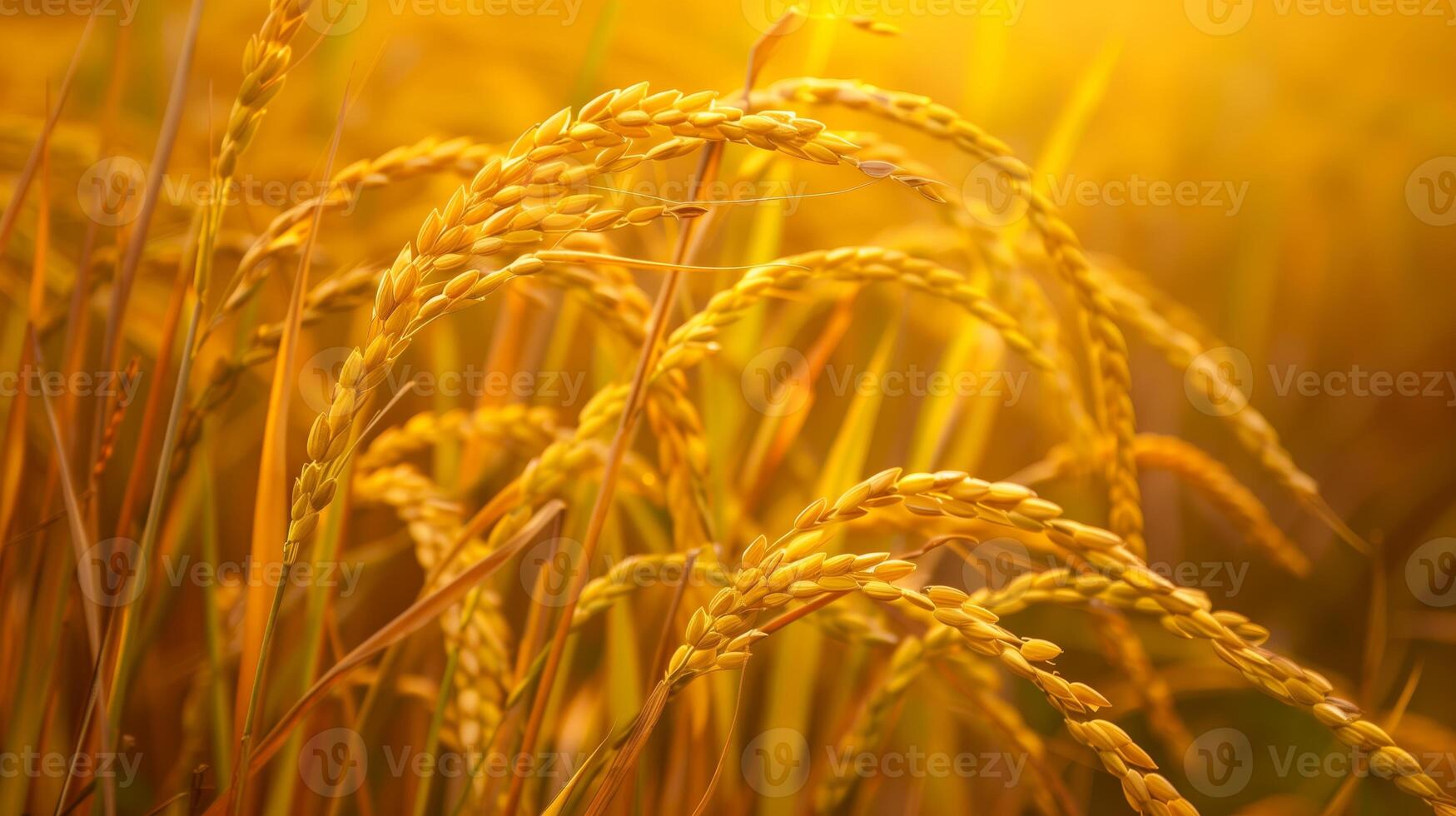 Realistic photograph of a yellow paddy ready to harvest. Generated by artificial intelligence. photo