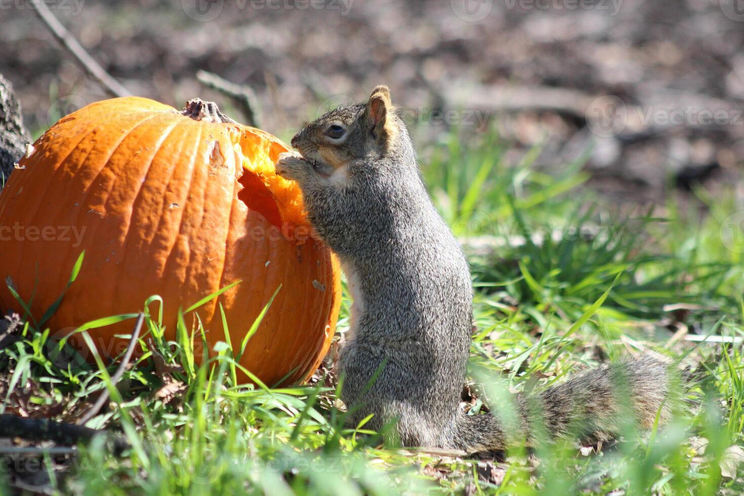 A squirrel eats a pumpkin under a tree on green grass. Spring or autumn photography. The squirrel gnawed a hole in the pumpkin. photo