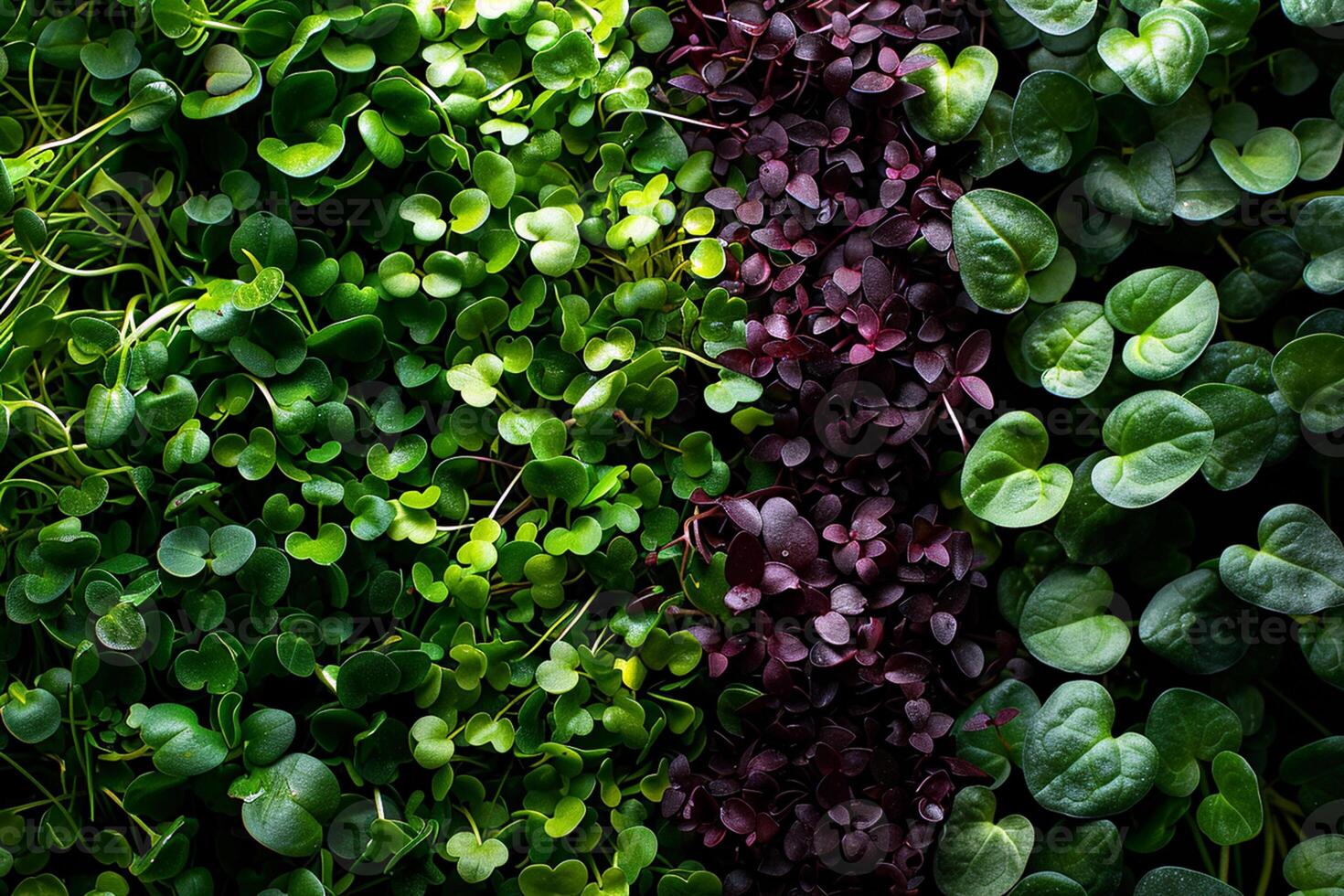 Different types of microgreens close-up top view. Eco vegan healthy lifestyle bio banner. Green natural background texture. Vitamins Amino Acids Benefits Of Organic Superfood. photo