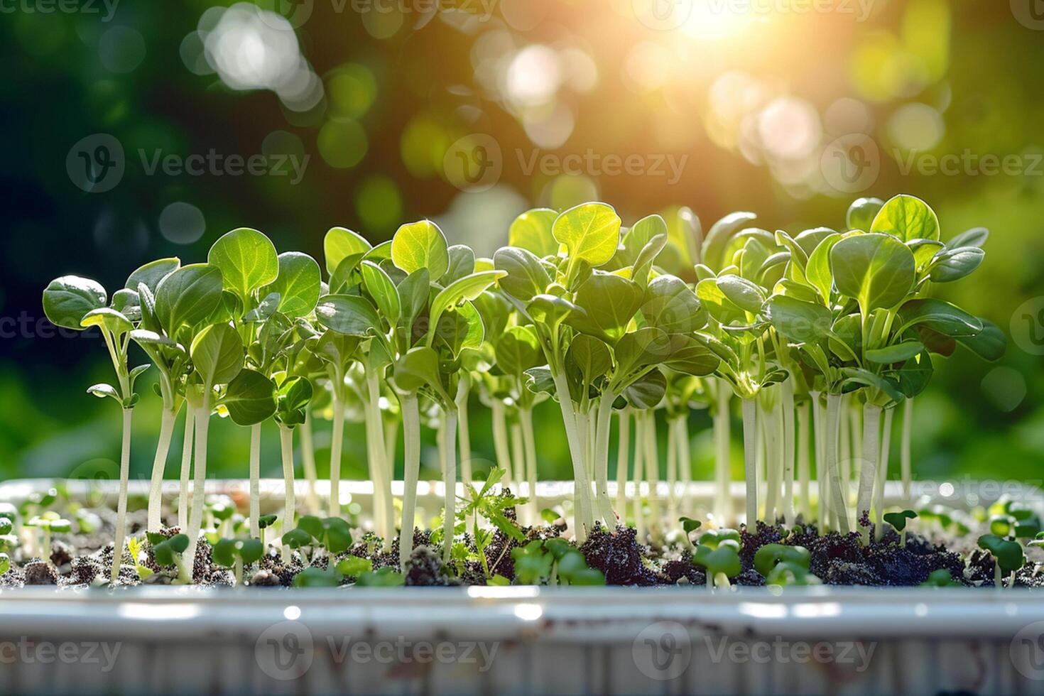 Green baby microgreens growing from the ground in a white container, in sunlight. healthy ecological organic superfood. photo