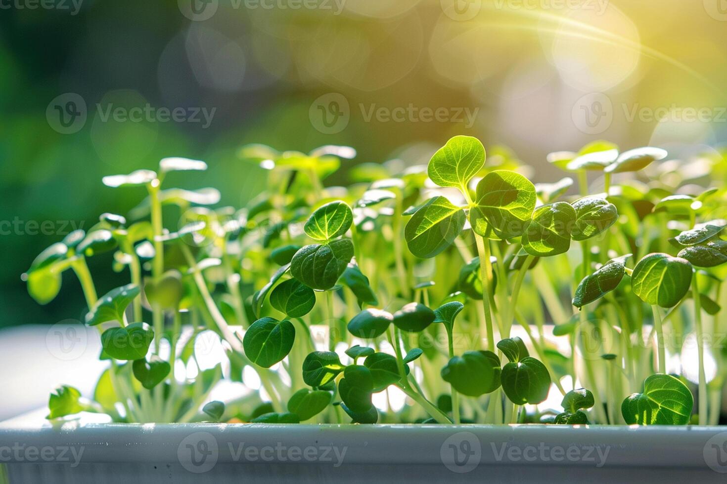 Healthe green baby microgreens growing from the ground in a white container, in sunlight, ecological organic superfood. photo