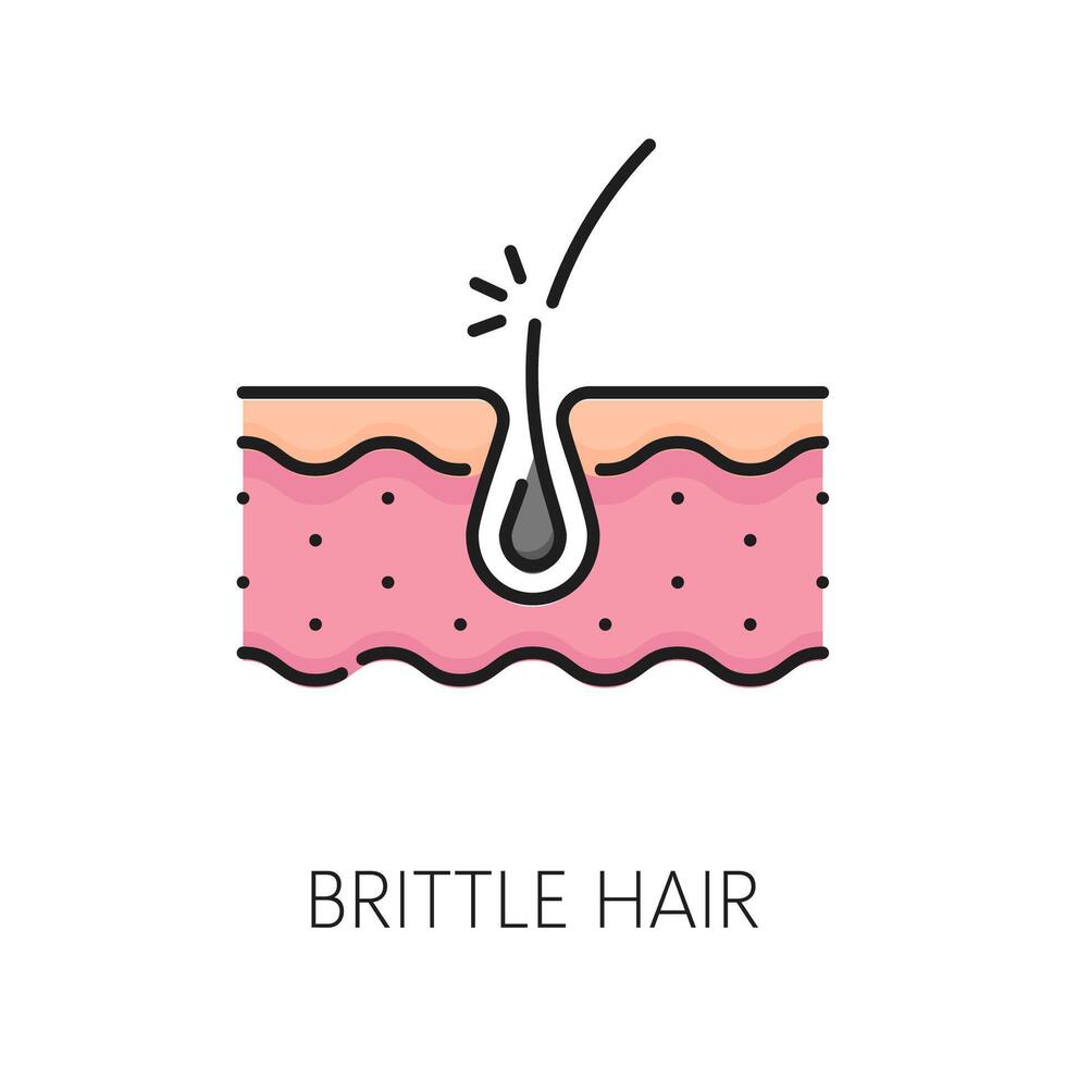 Brittle hair color line icon, hair health follicle vector