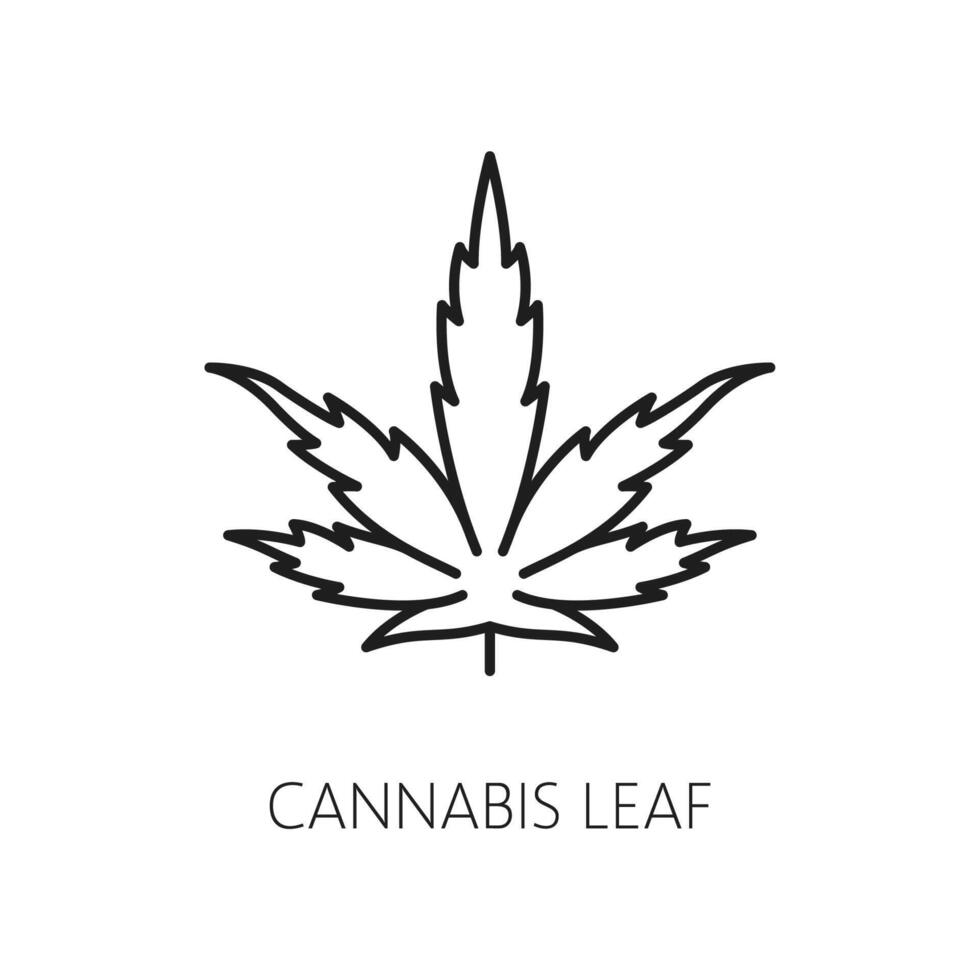 Cannabis leaf line icon CBD marijuana weed extract vector