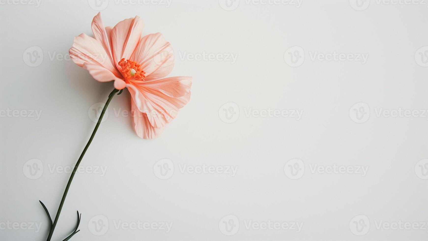 Pink poppies on a white background. Place for text. photo