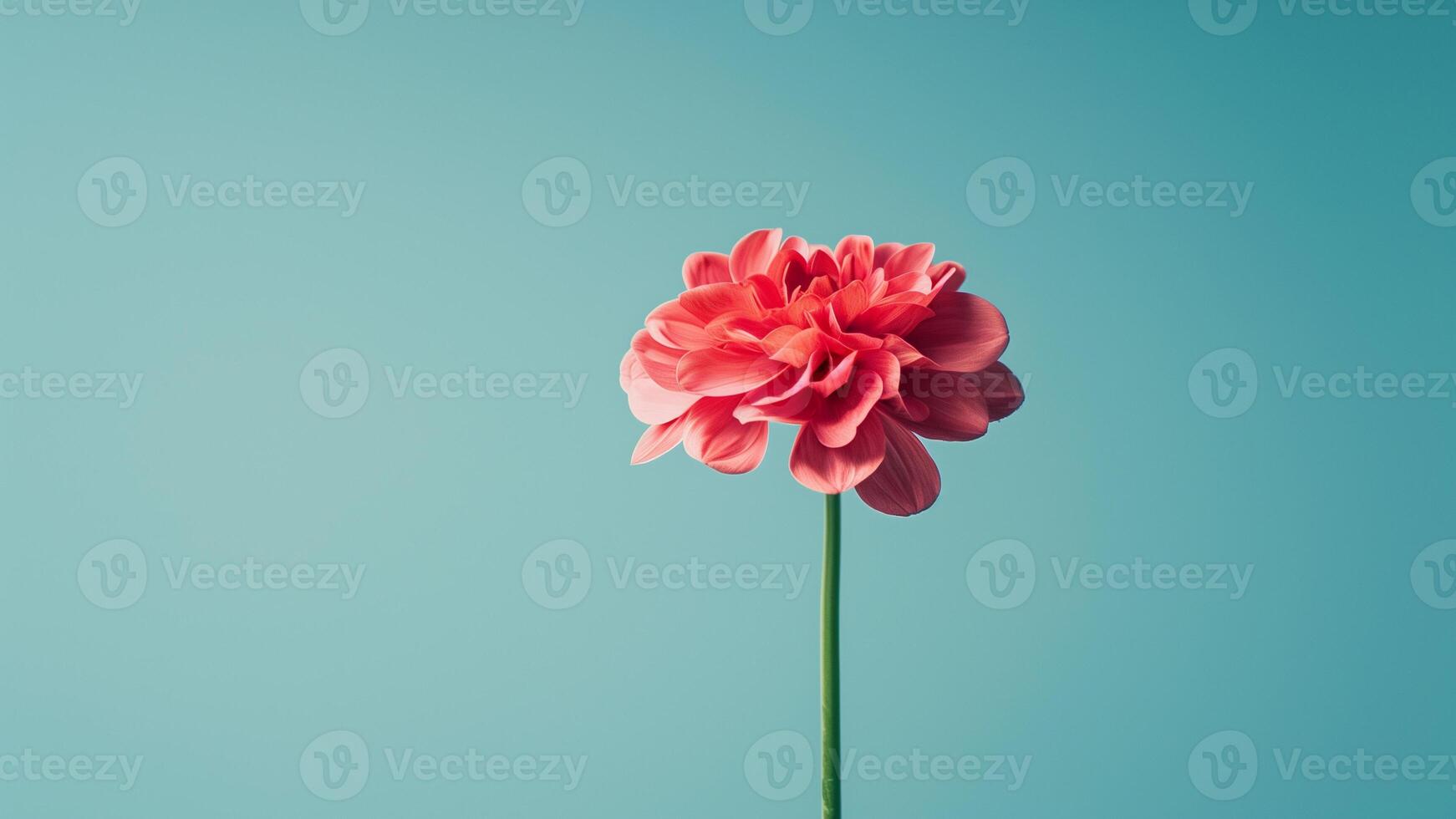a single pink flower is standing in front of a blue background photo