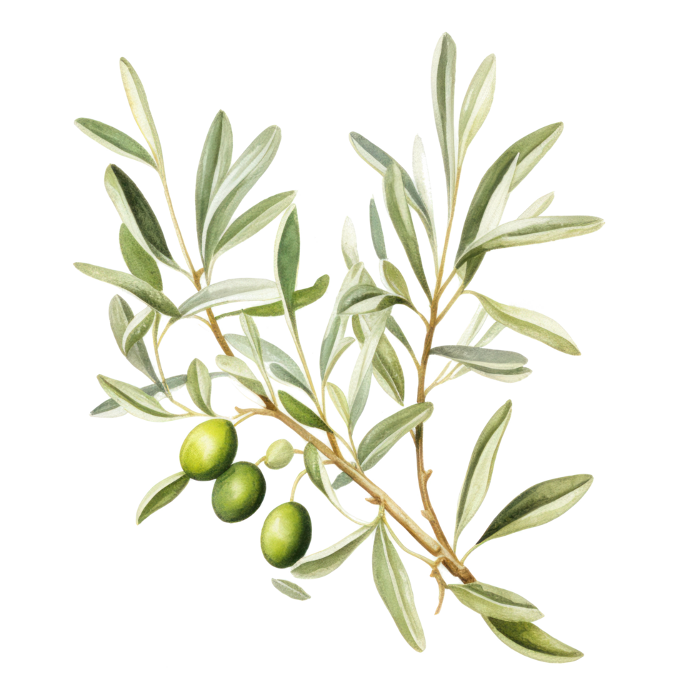 Hand drawn watercolor painting of olive branch. png