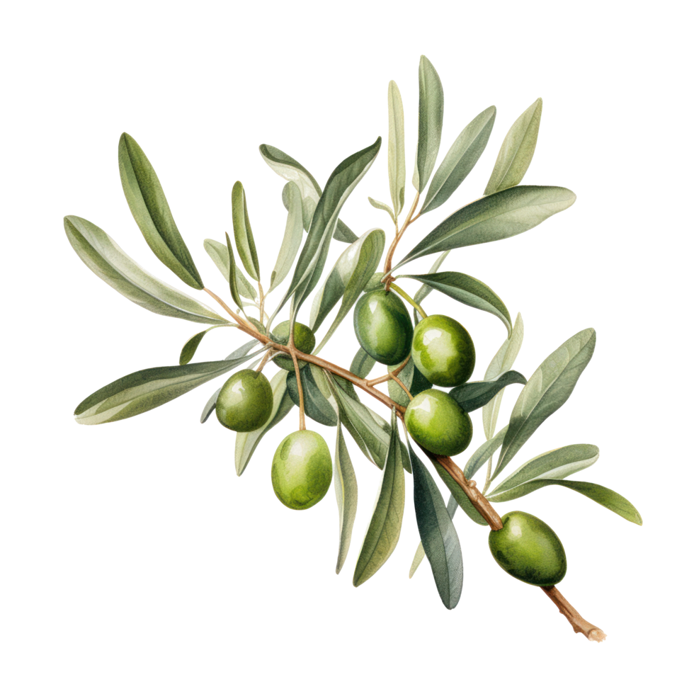 Hand drawn watercolor painting of olive branch. png