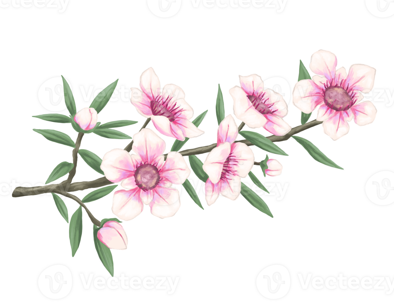 manuka fiore botanico pittura illustrazione png