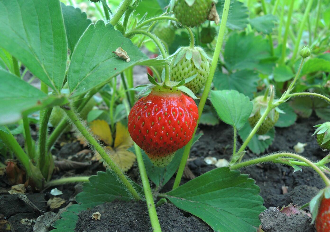 madurando siempre portador fresas a jardín parche foto