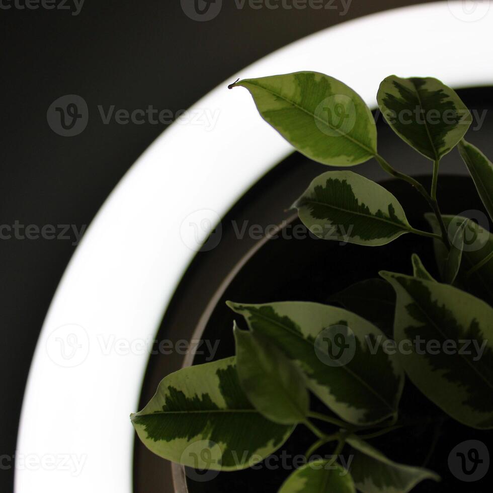 joven planta con iluminar desde el fondo mediante hojas en circulo de el ligero foto
